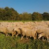 Societa' Agricola Bacciotti Pecore