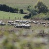 Societa' Agricola Bacciotti Pecore