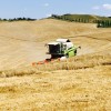 Agriturismo Baccoleno Campi di grano - Crete Senesi