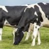 CASEIFICIO GRAZIANO - SHOP ONLINE Vacche di razza frisona olandese