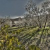 Agriturismo Sottotono Terra a vigneti e oliveti